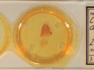 slide view of adult Clostera albosigma