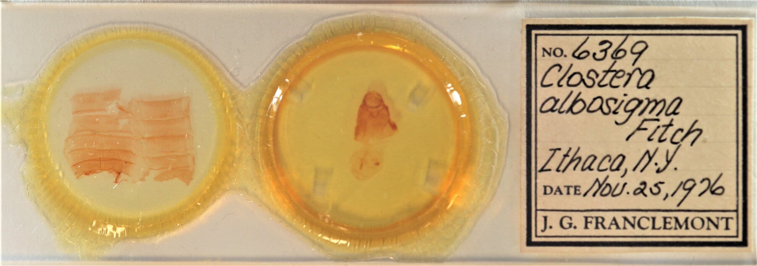 slide view of adult Clostera albosigma