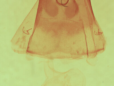 genitalia view of adult Clostera albosigma