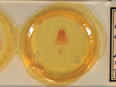 slide view of adult Clostera albosigma