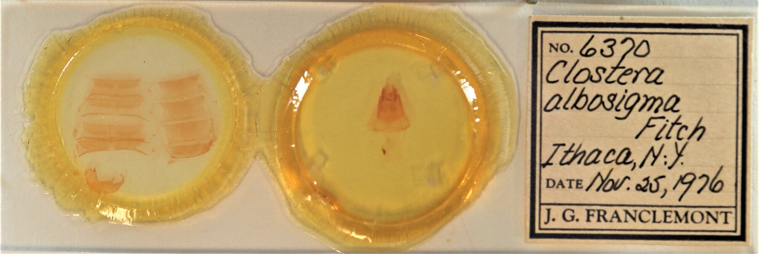 slide view of adult Clostera albosigma