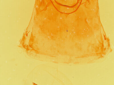 genitalia view of adult Clostera apicalis