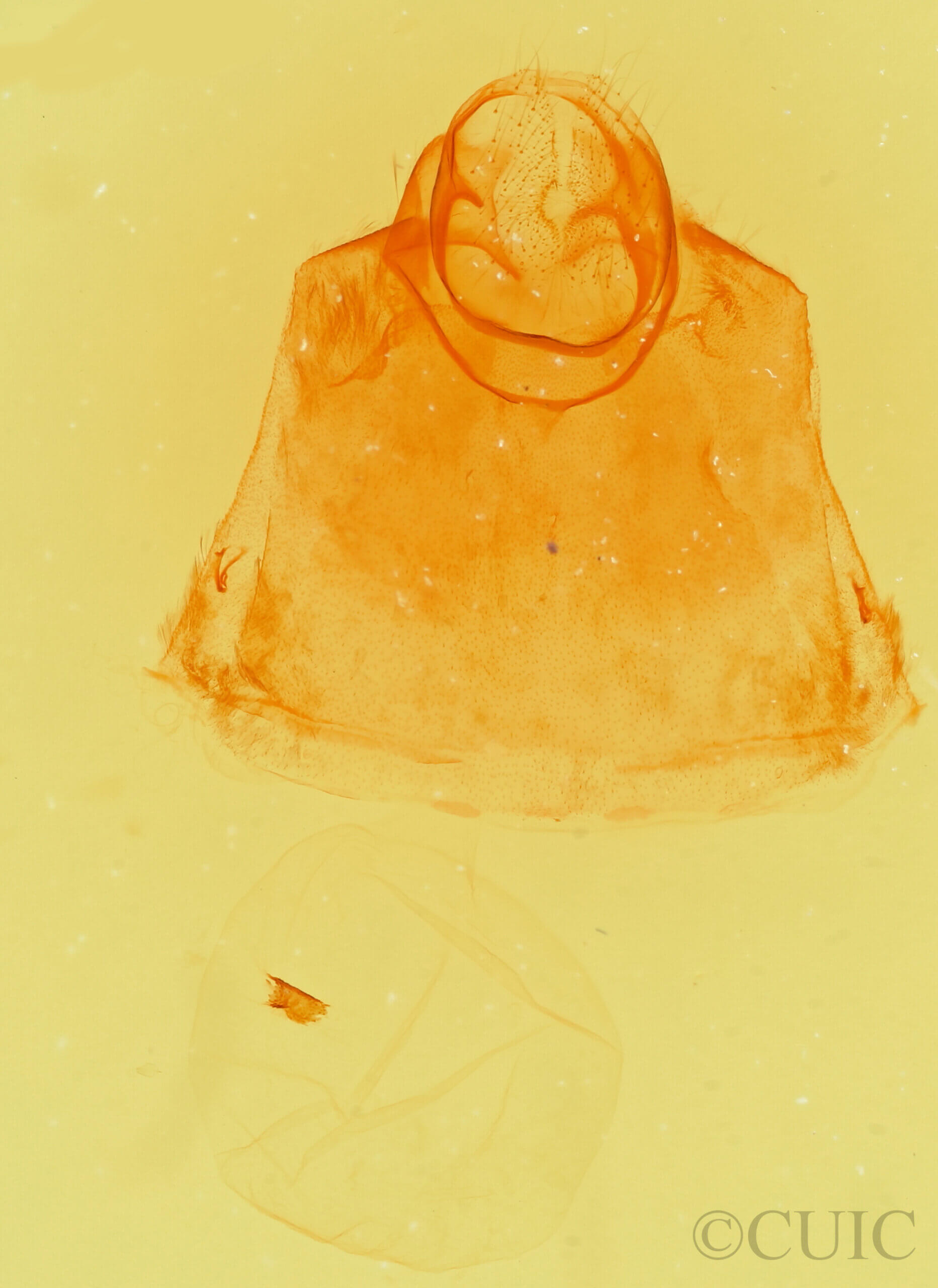 genitalia view of adult Clostera apicalis