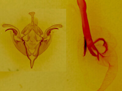 genitalia view of adult Egira rubrica