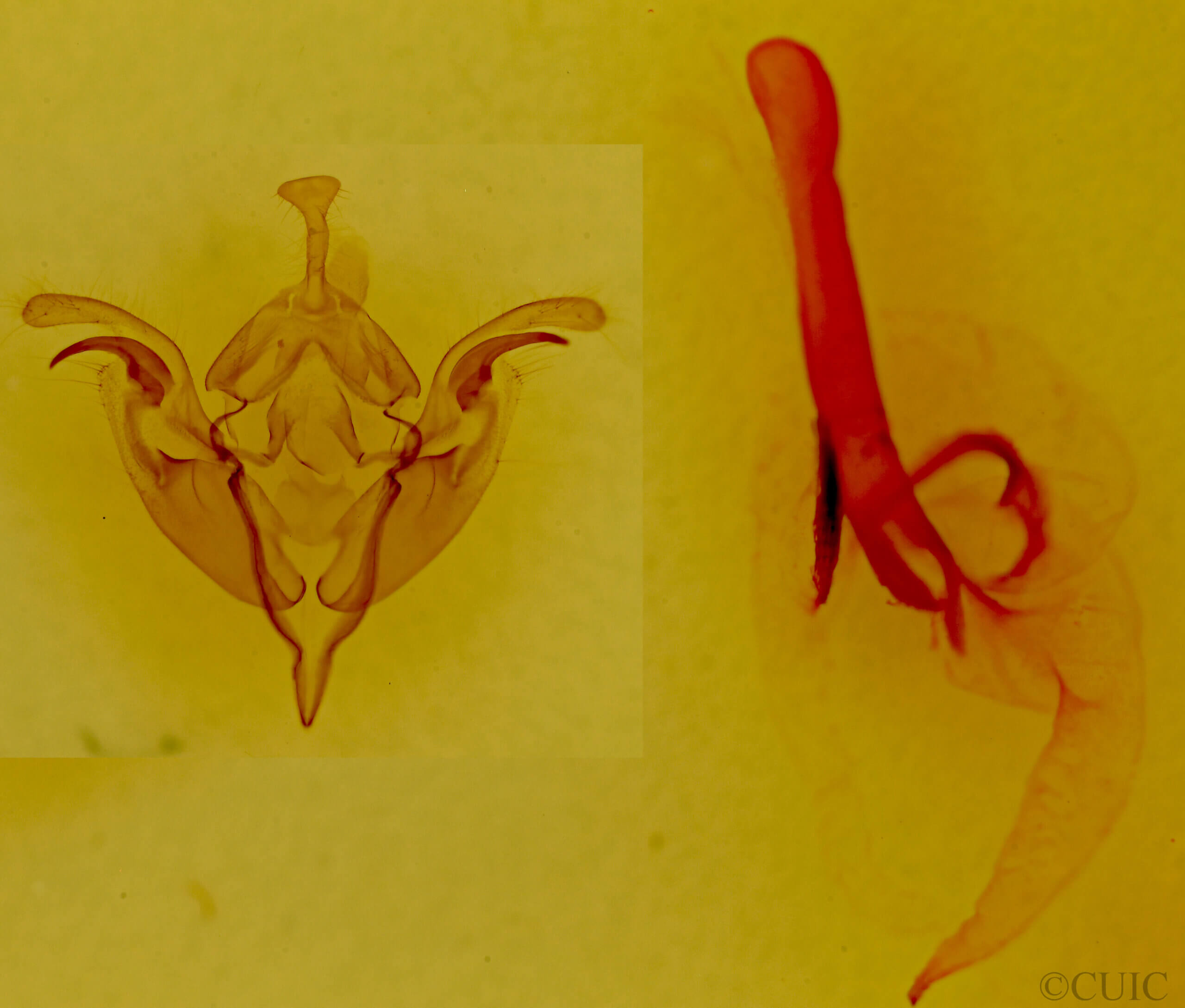 genitalia view of adult Egira rubrica