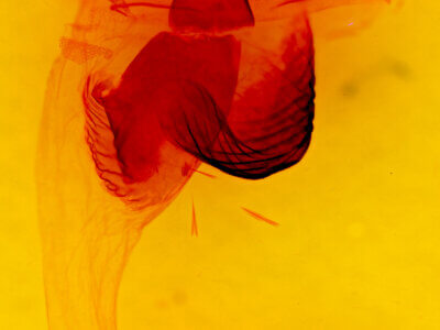 genitalia view of adult Egira rubrica