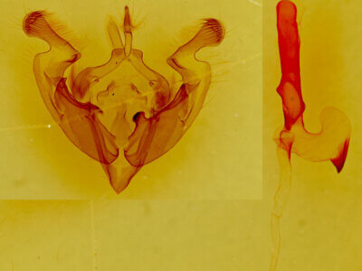 genitalia view of adult Anarta antica