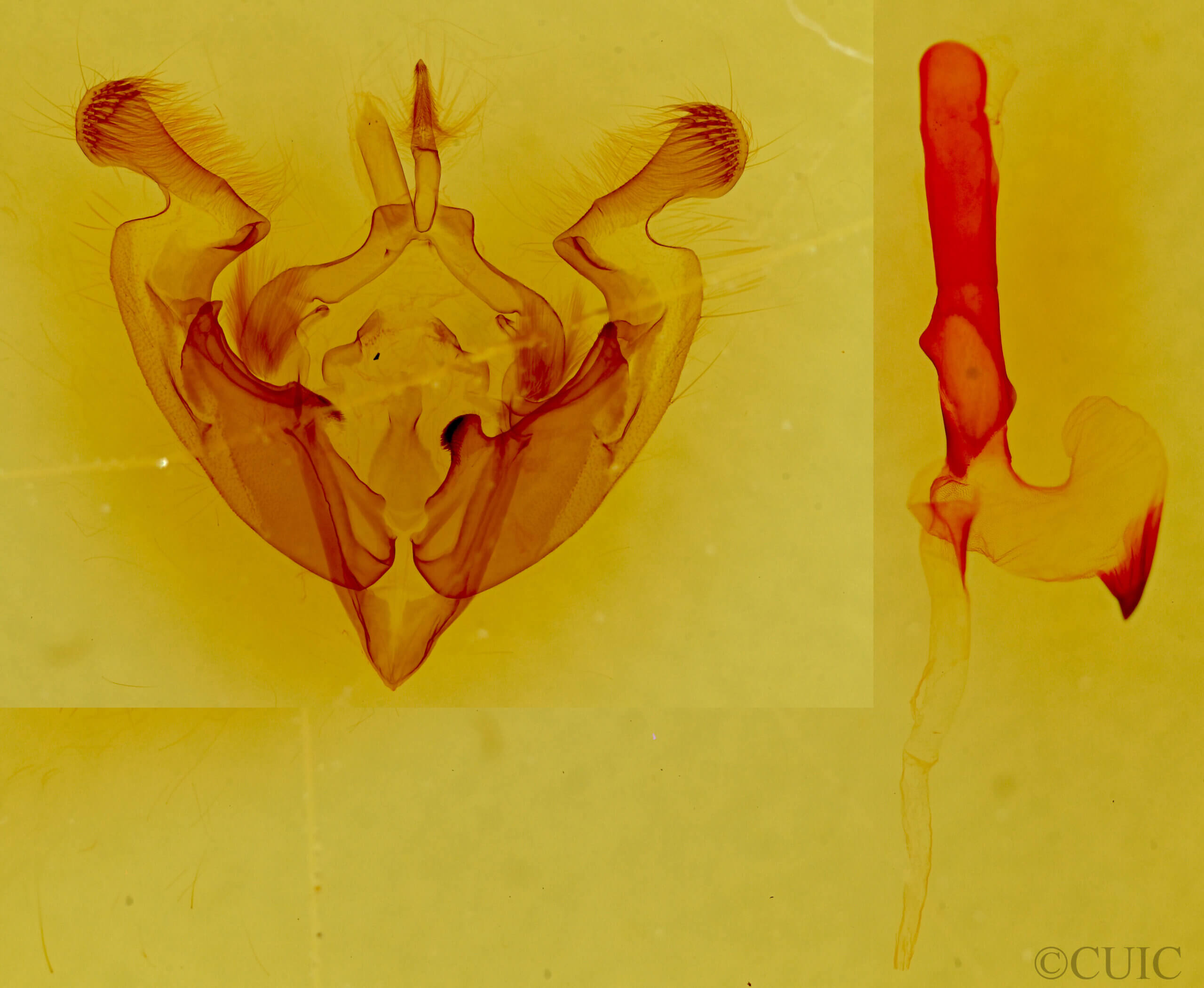 genitalia view of adult Anarta antica