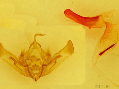 genitalia view of adult Aseptis catalina