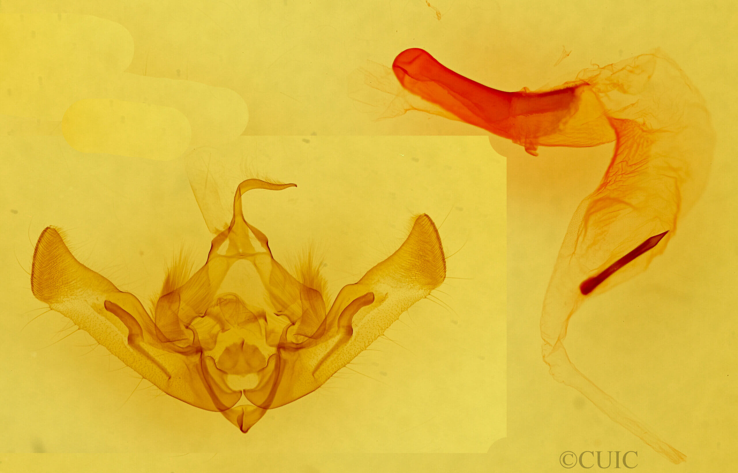 genitalia view of adult Aseptis catalina