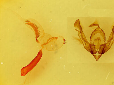 genitalia view of adult Lasionycta uniformis fusca