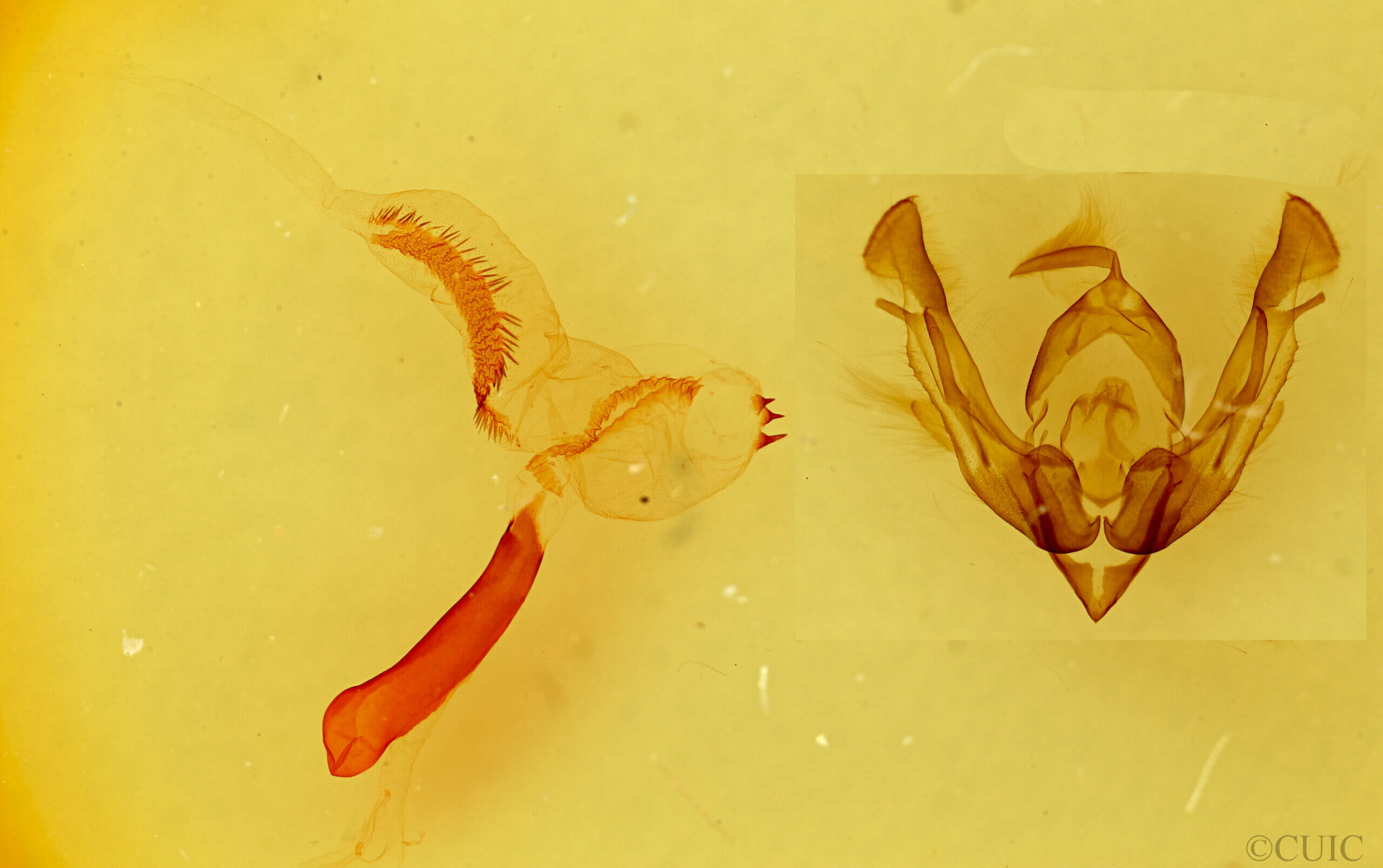 genitalia view of adult Lasionycta uniformis fusca