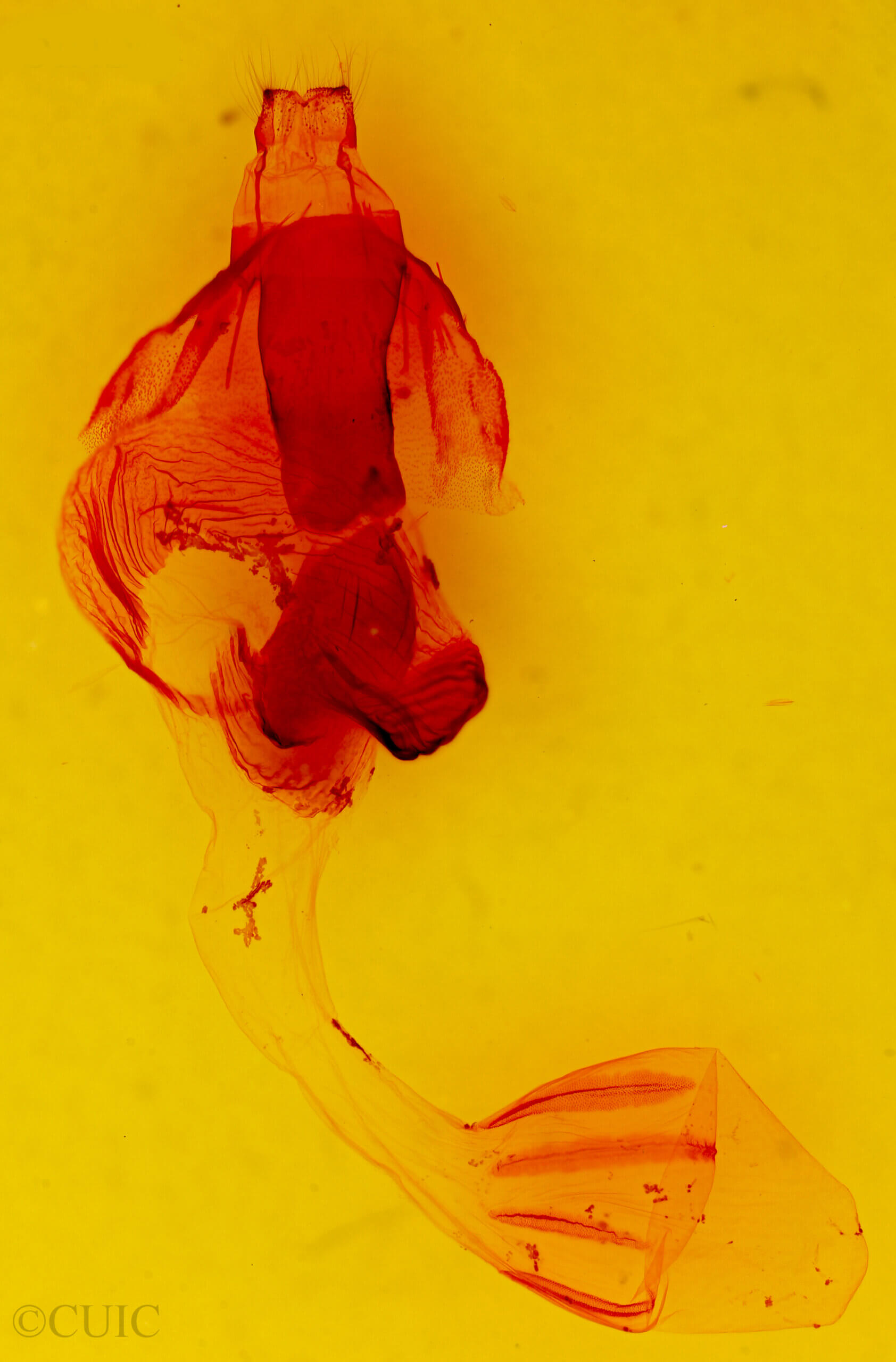 genitalia view of adult Egira perlubens