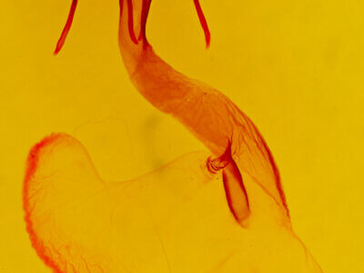 genitalia view of adult Lasionycta uniformis fusca