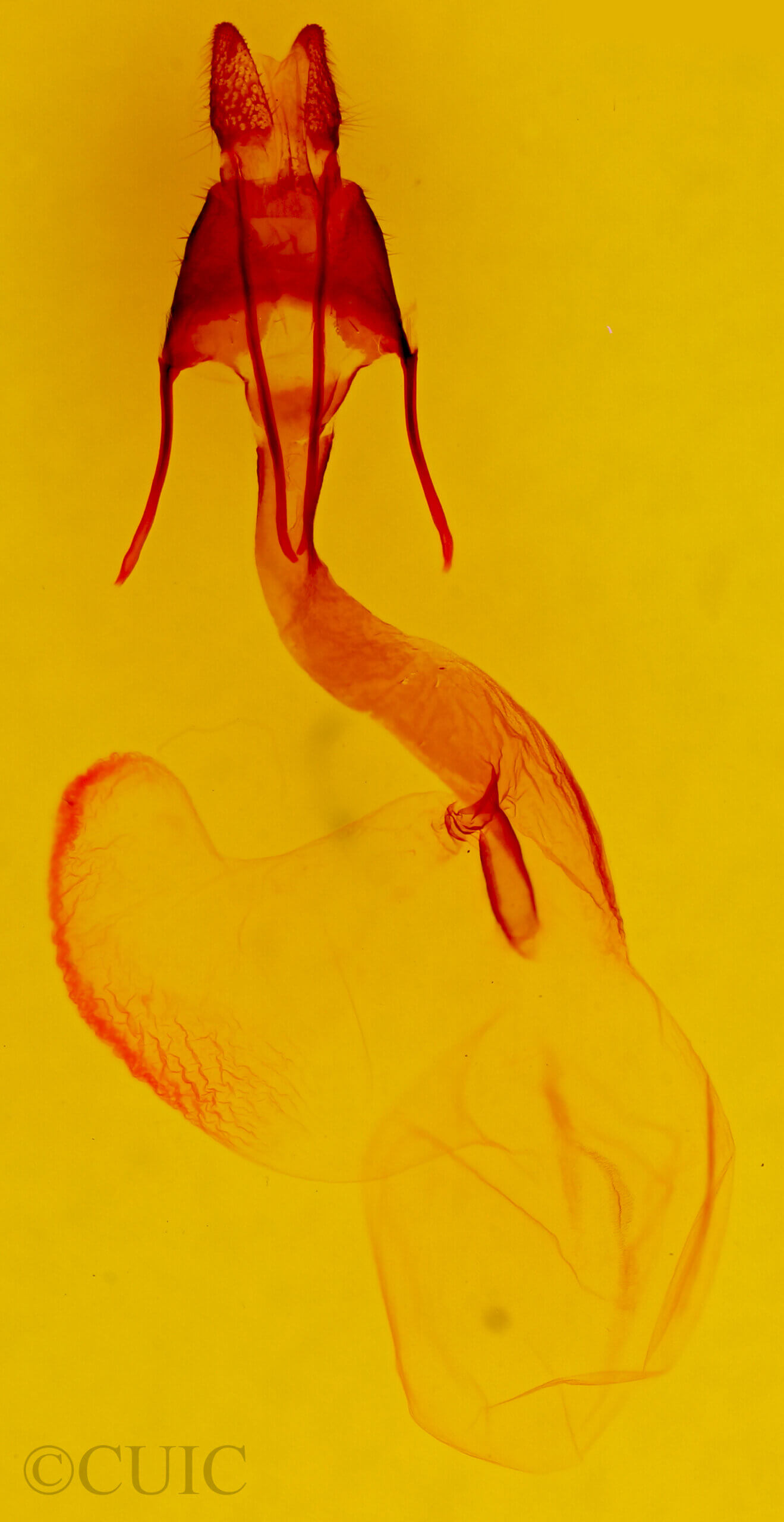 genitalia view of adult Lasionycta uniformis fusca