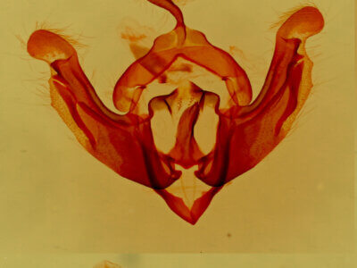 genitalia view of adult Hadenella pergentilis