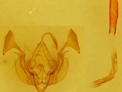 genitalia view of adult Dargida quadrannulata