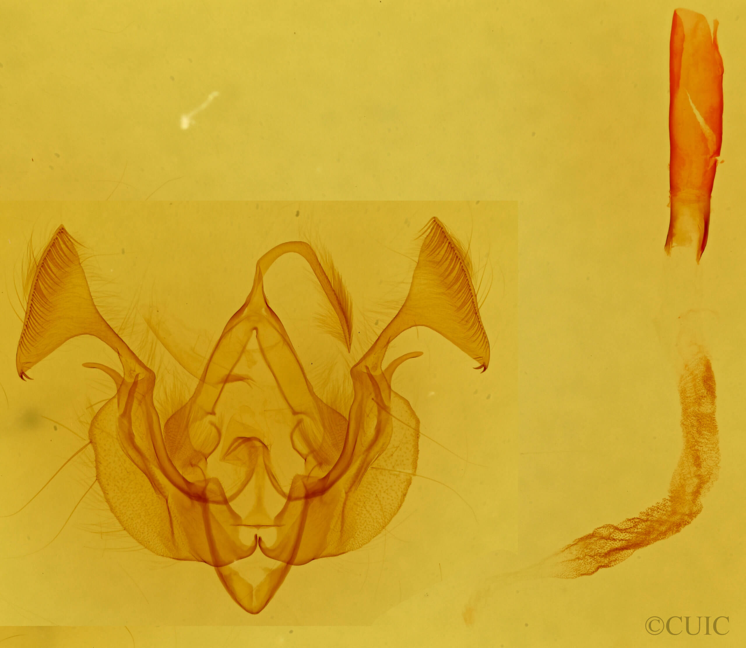 genitalia view of adult Dargida quadrannulata