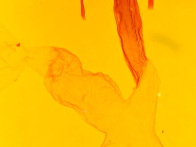 genitalia view of adult Dargida quadrannulata