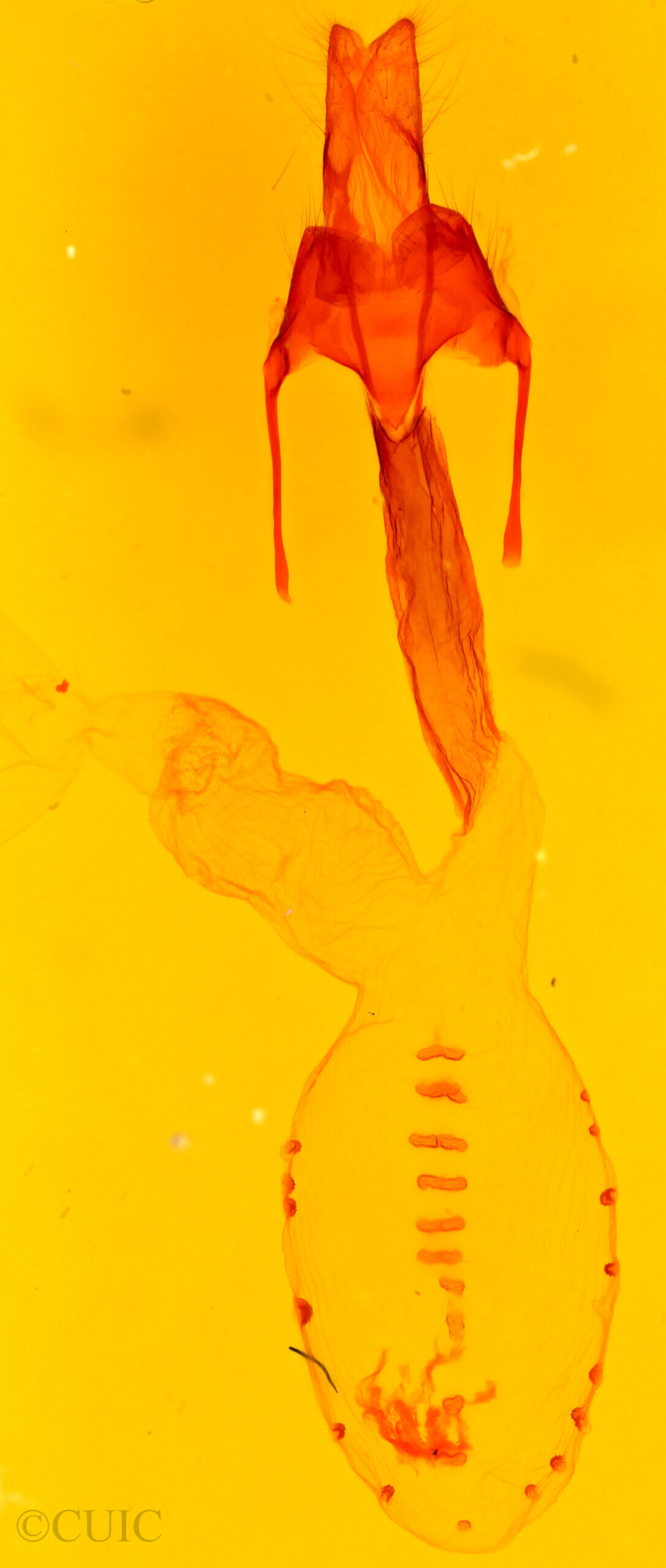 genitalia view of adult Dargida quadrannulata