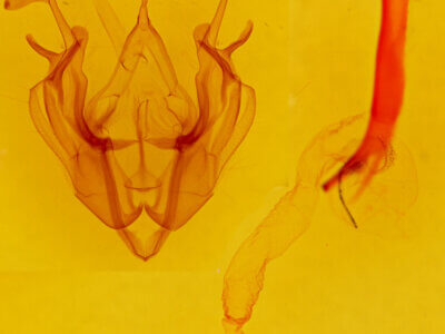 genitalia view of adult Dargida diffusa neptis