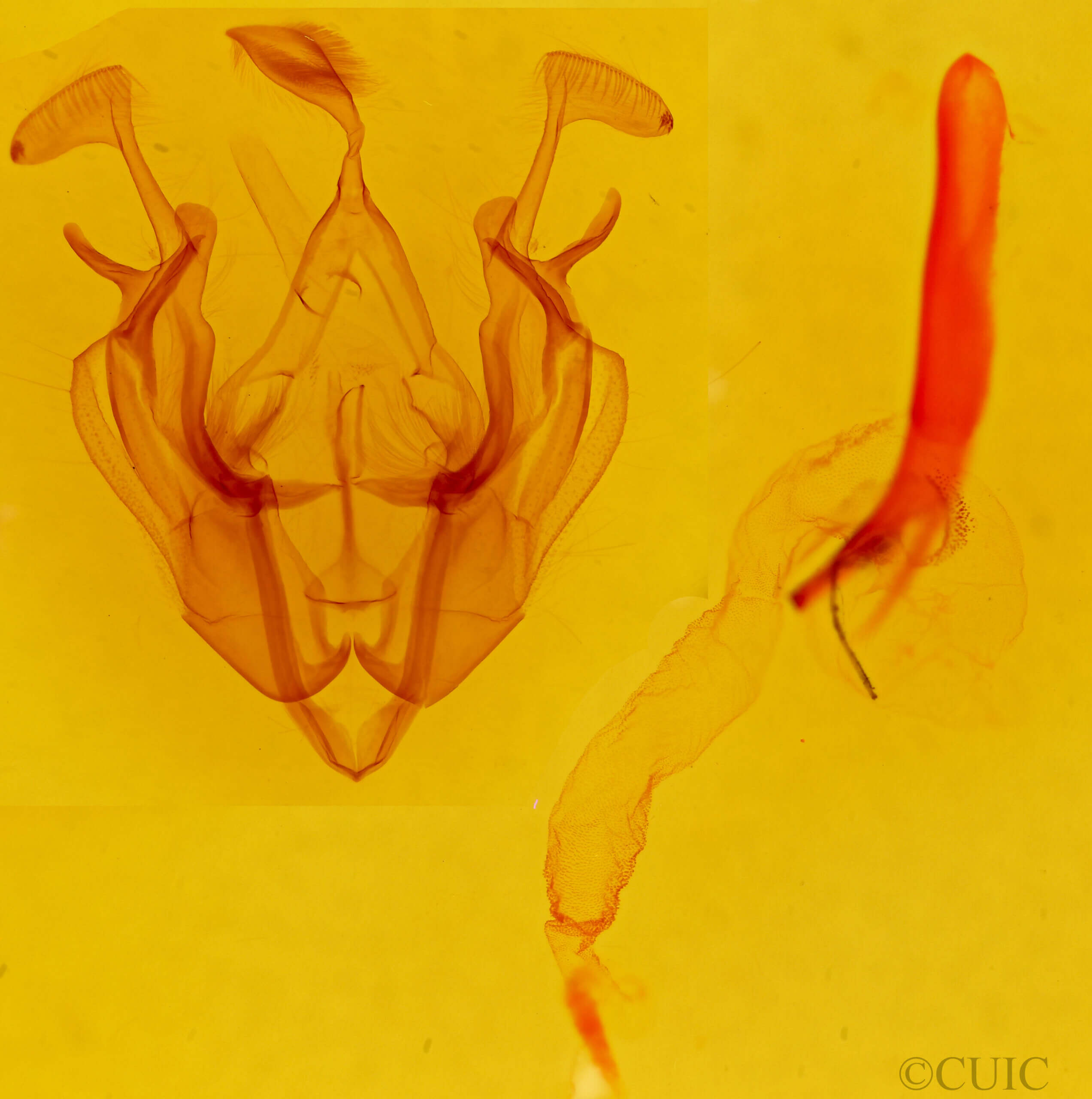genitalia view of adult Dargida diffusa neptis