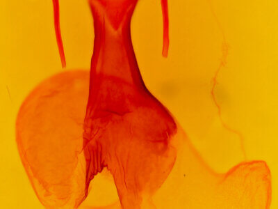 genitalia view of adult Dargida diffusa neptis