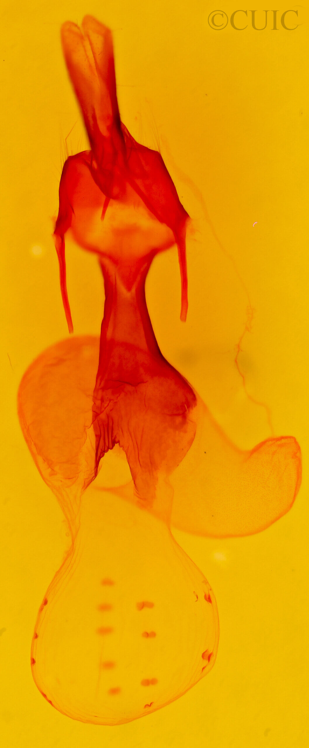 genitalia view of adult Dargida diffusa neptis