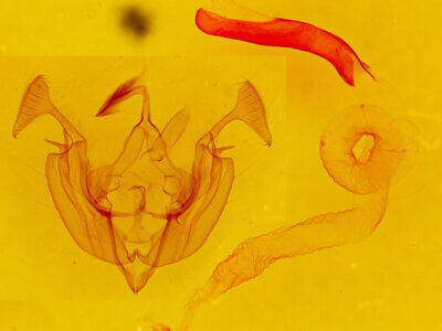 genitalia view of adult Dargida tetera