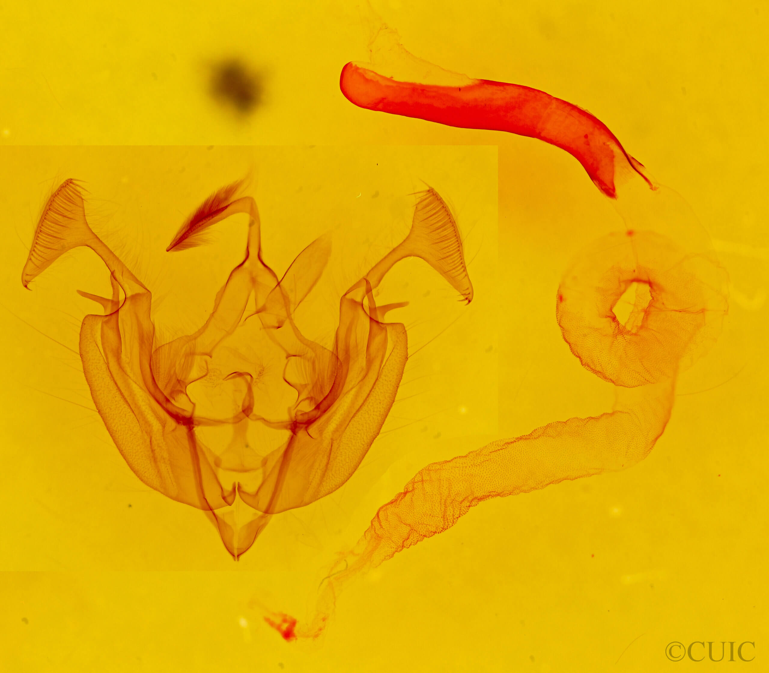 genitalia view of adult Dargida tetera