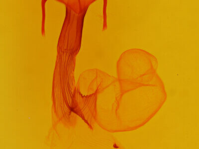 genitalia view of adult Dargida tetera