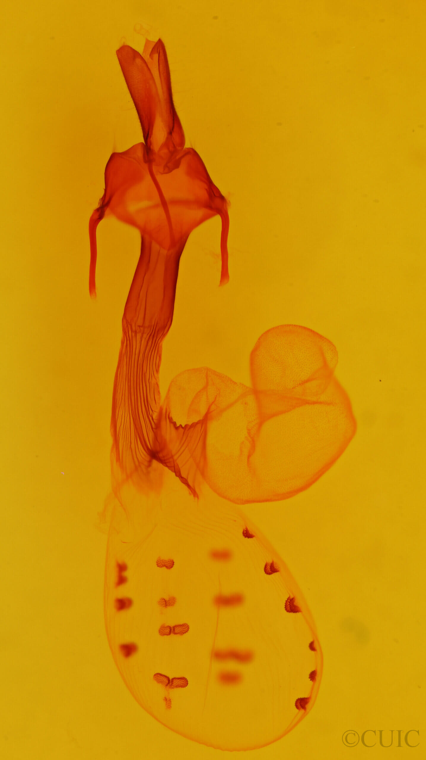 genitalia view of adult Dargida tetera