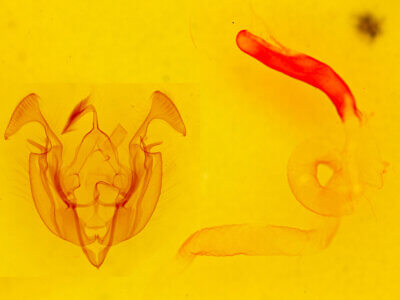 genitalia view of adult Dargida tetera