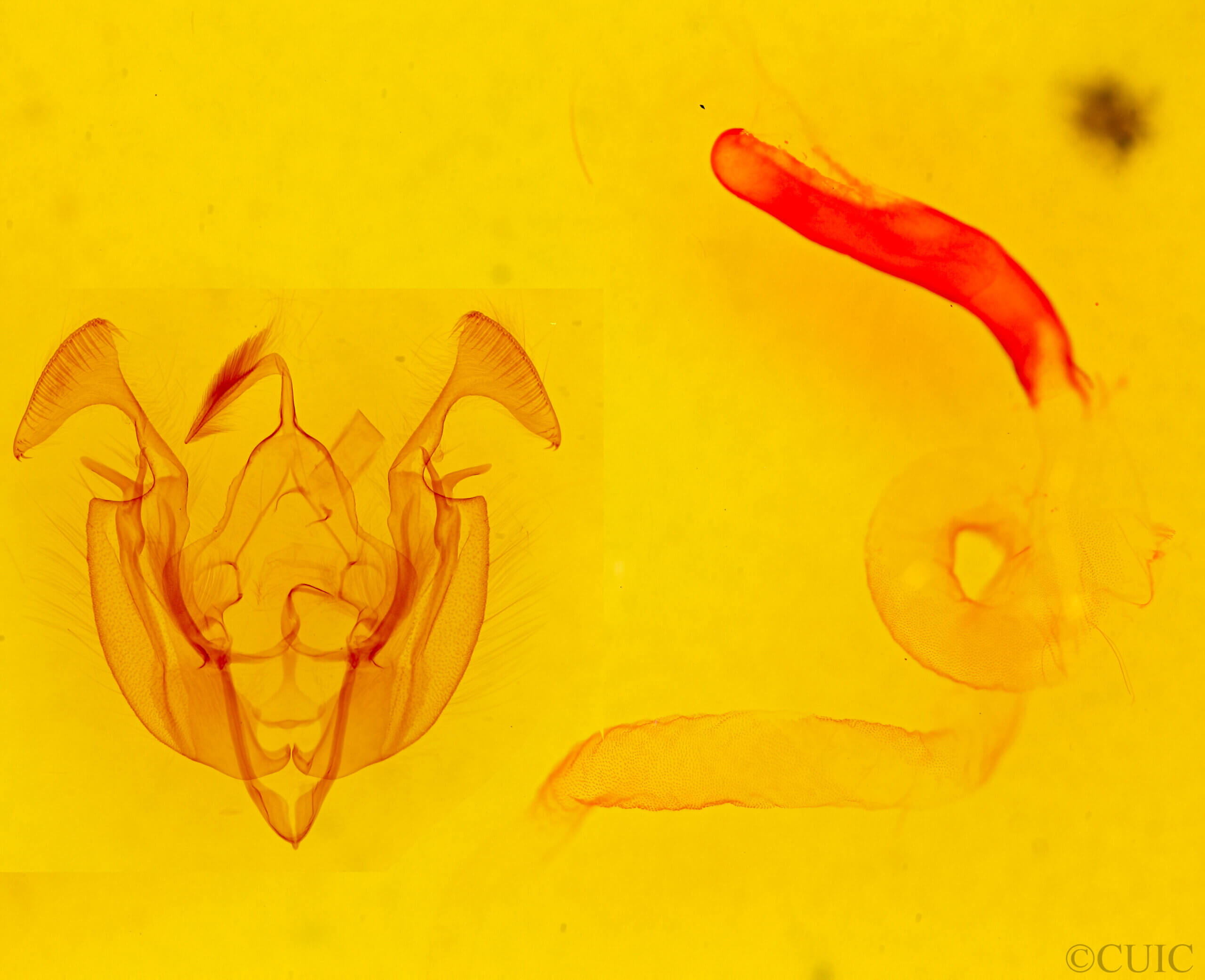 genitalia view of adult Dargida tetera