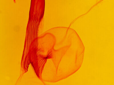 genitalia view of adult Dargida tetera