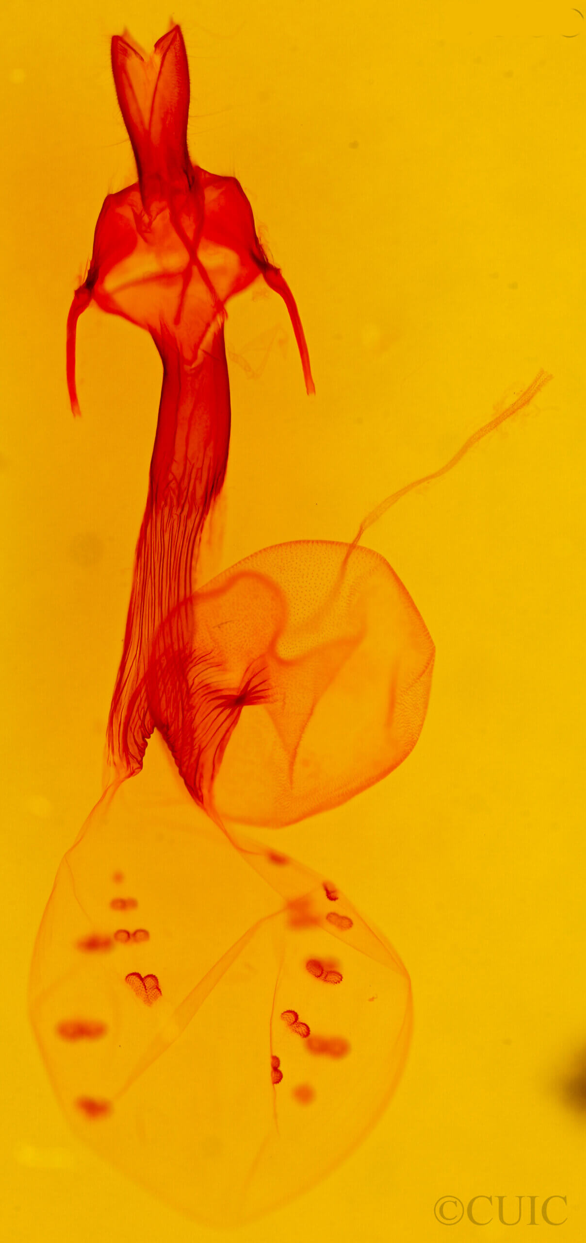 genitalia view of adult Dargida tetera