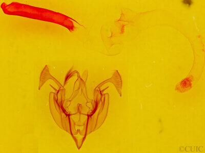 genitalia view of adult Dargida rubripennis