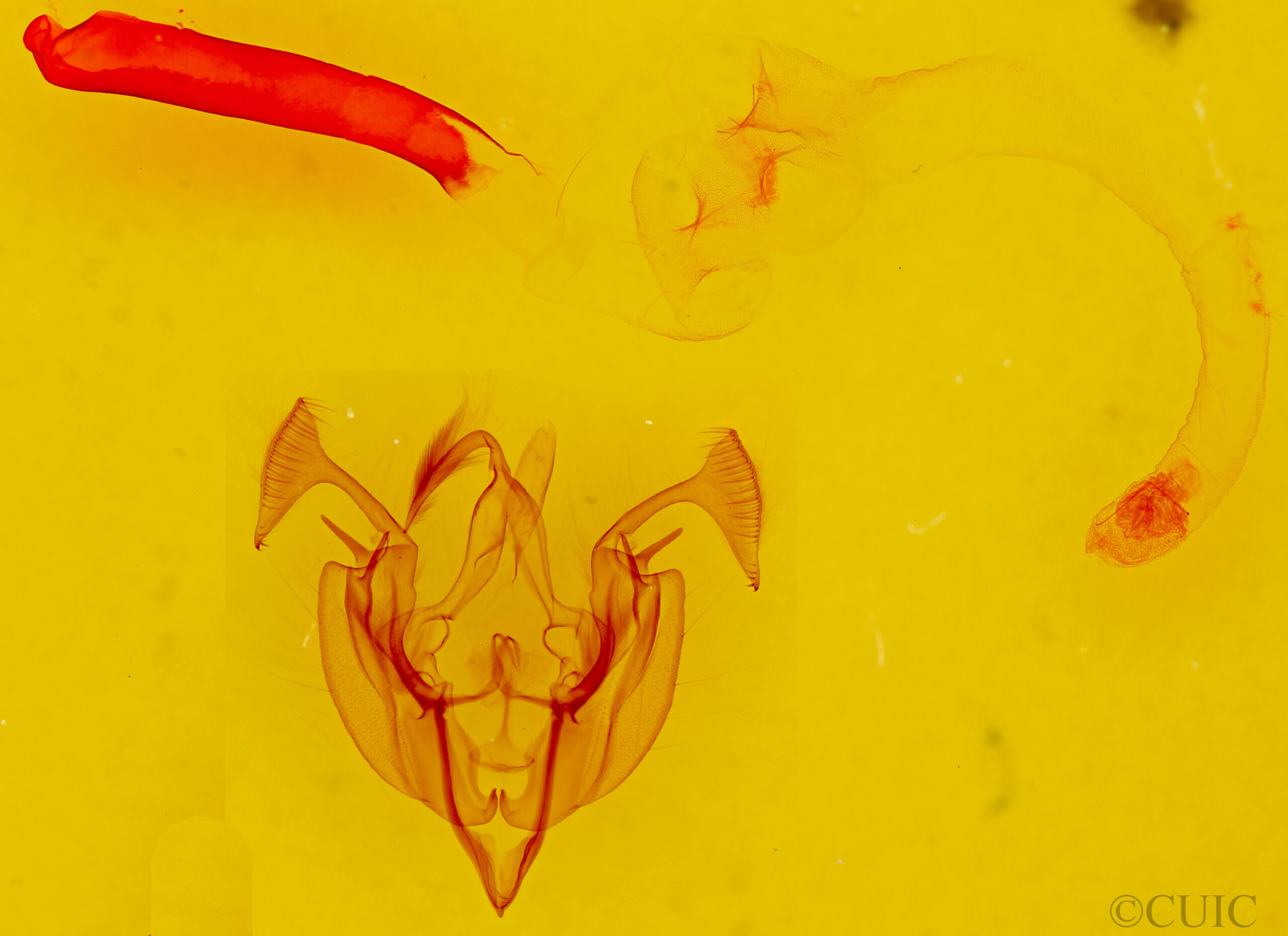 genitalia view of adult Dargida rubripennis