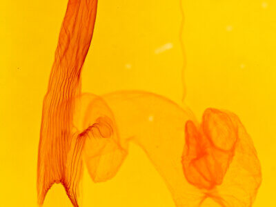 genitalia view of adult Dargida rubripennis