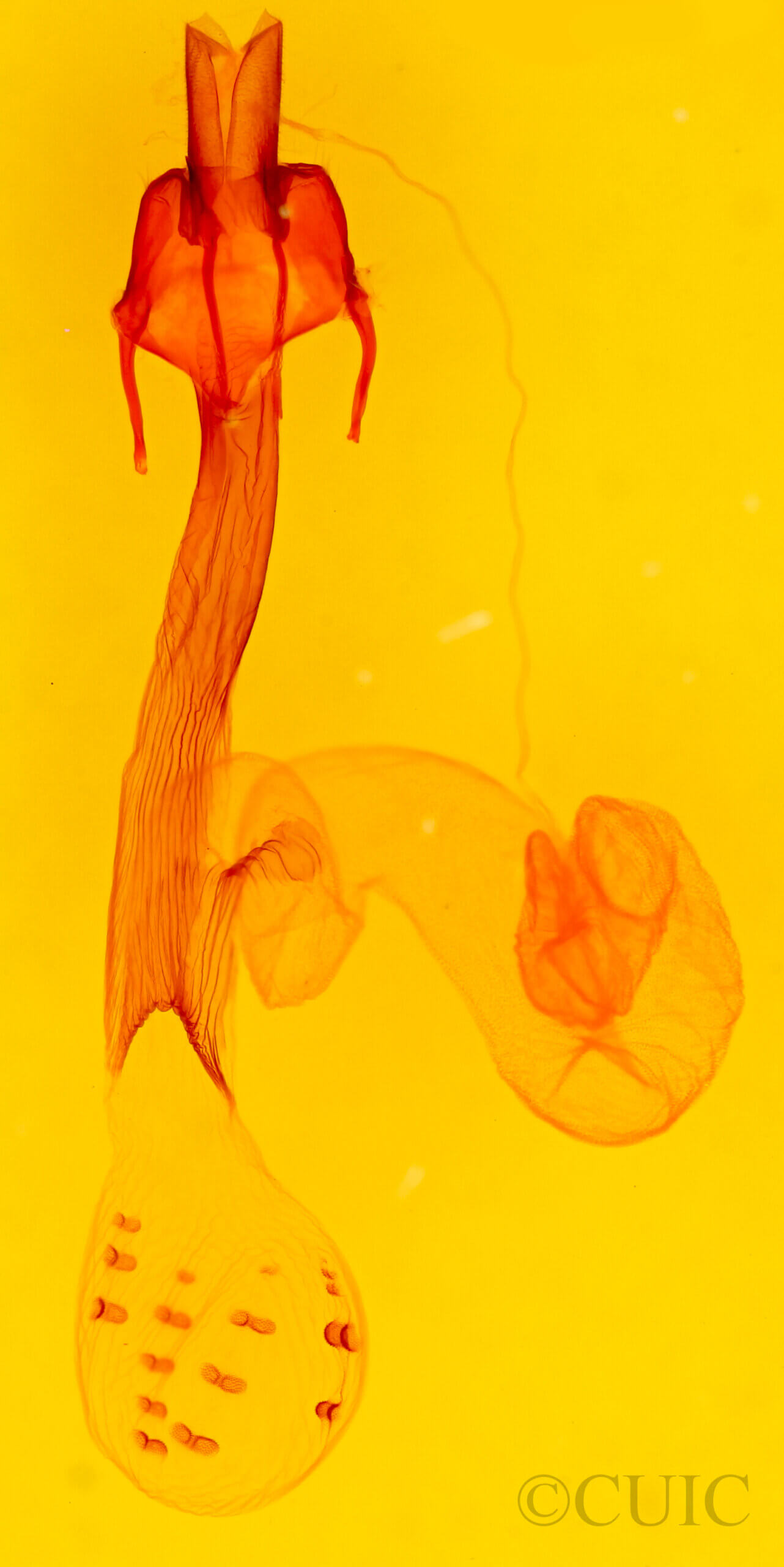 genitalia view of adult Dargida rubripennis