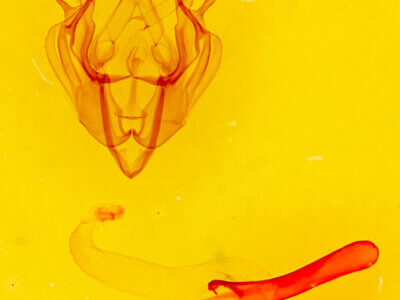 genitalia view of adult Dargida diffusa neptis