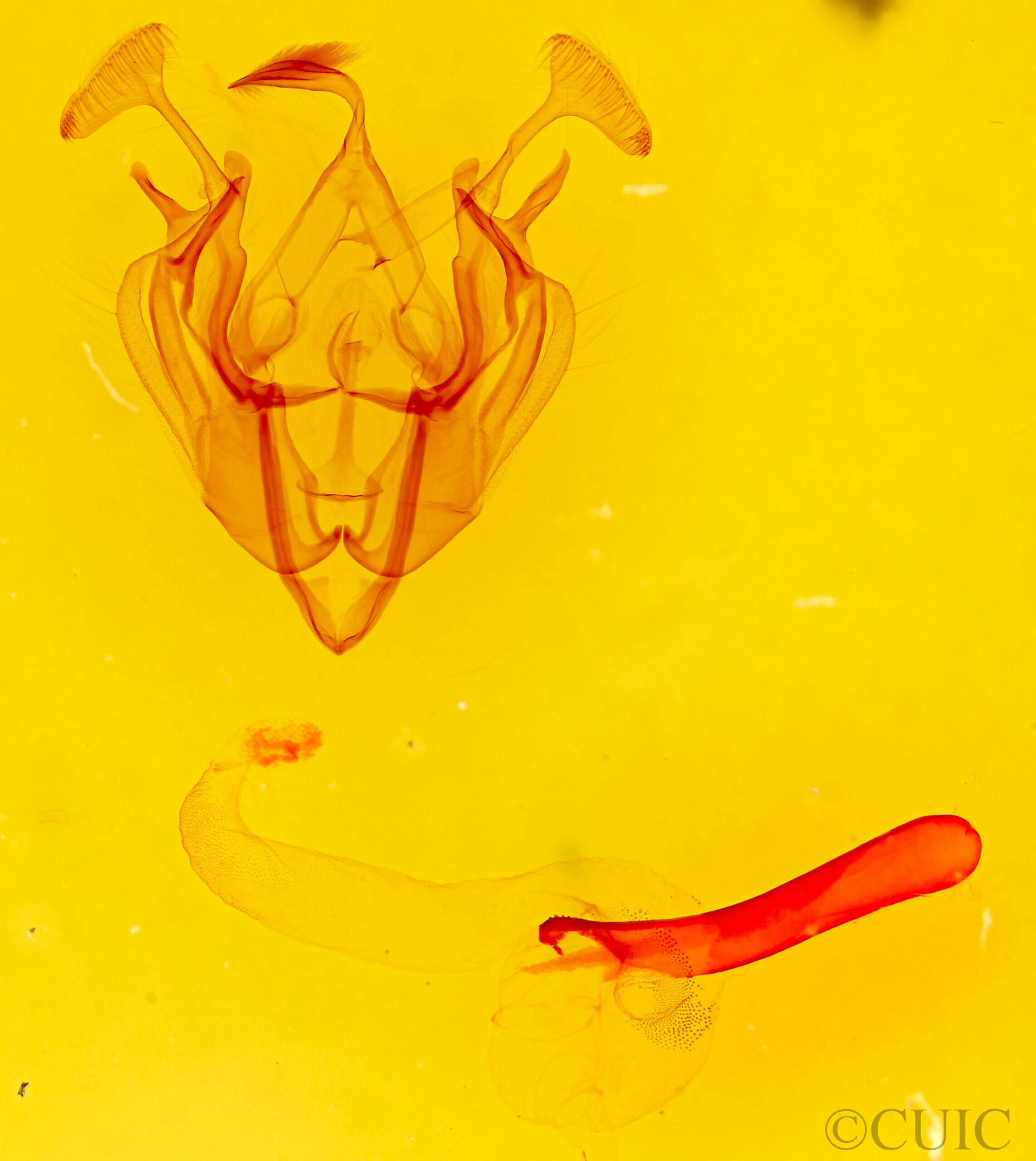 genitalia view of adult Dargida diffusa neptis