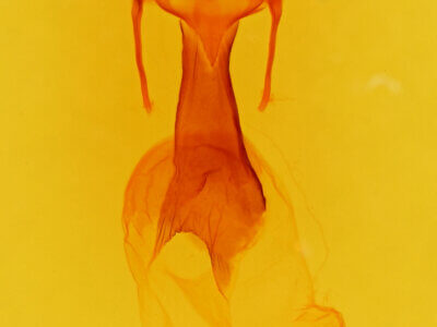 genitalia view of adult Dargida diffusa neptis