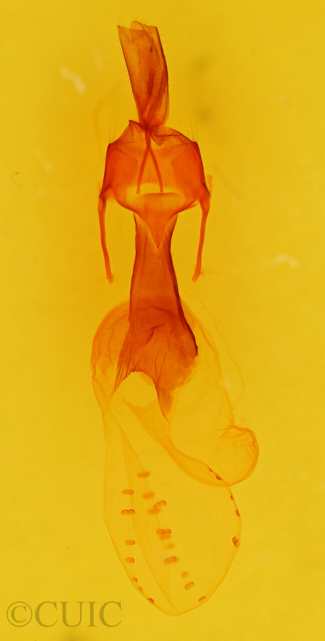 genitalia view of adult Dargida diffusa neptis