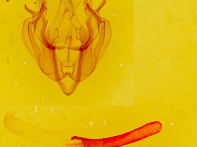 genitalia view of adult Dargida diffusa