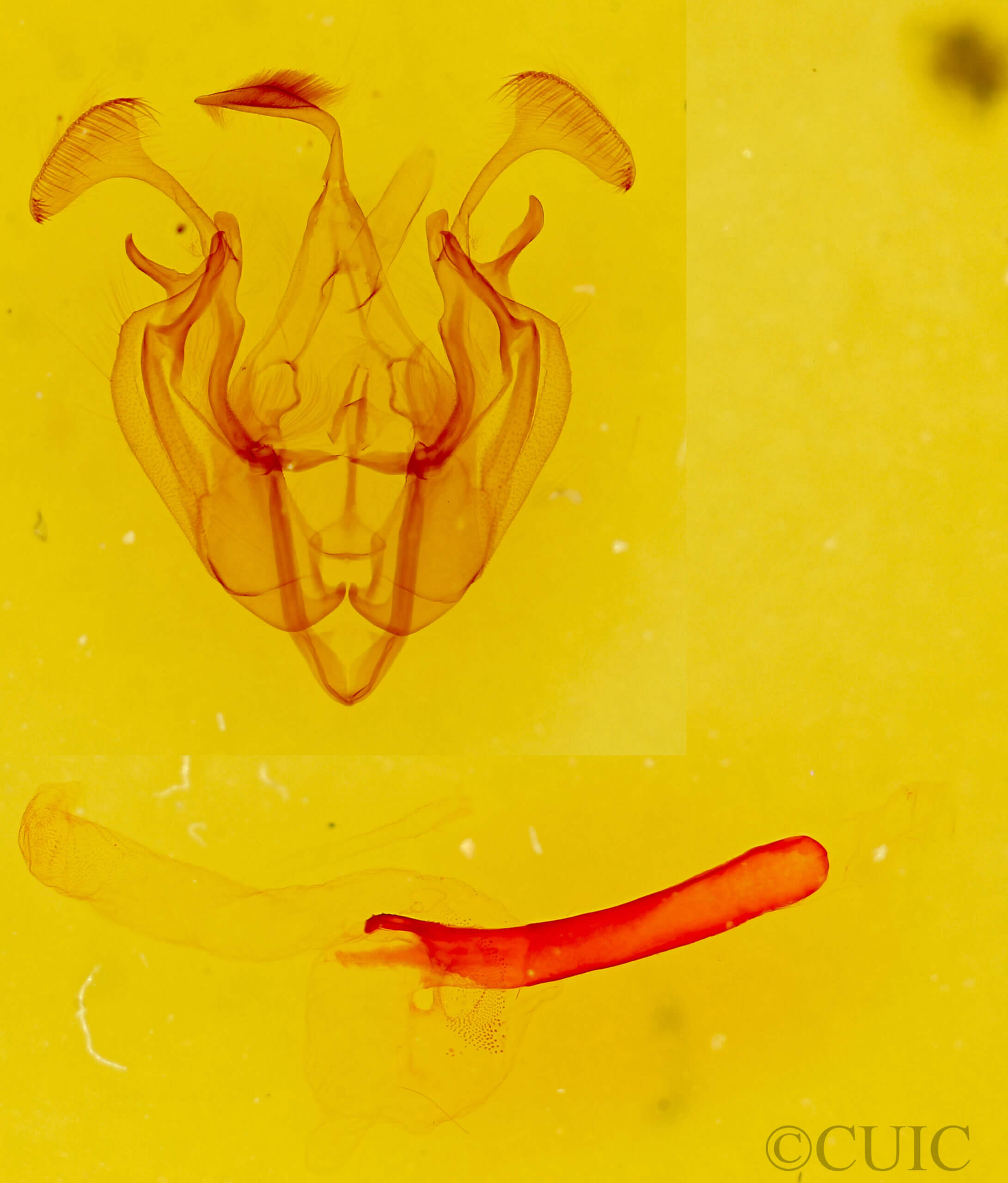 genitalia view of adult Dargida diffusa