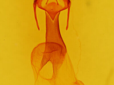 genitalia view of adult Dargida diffusa