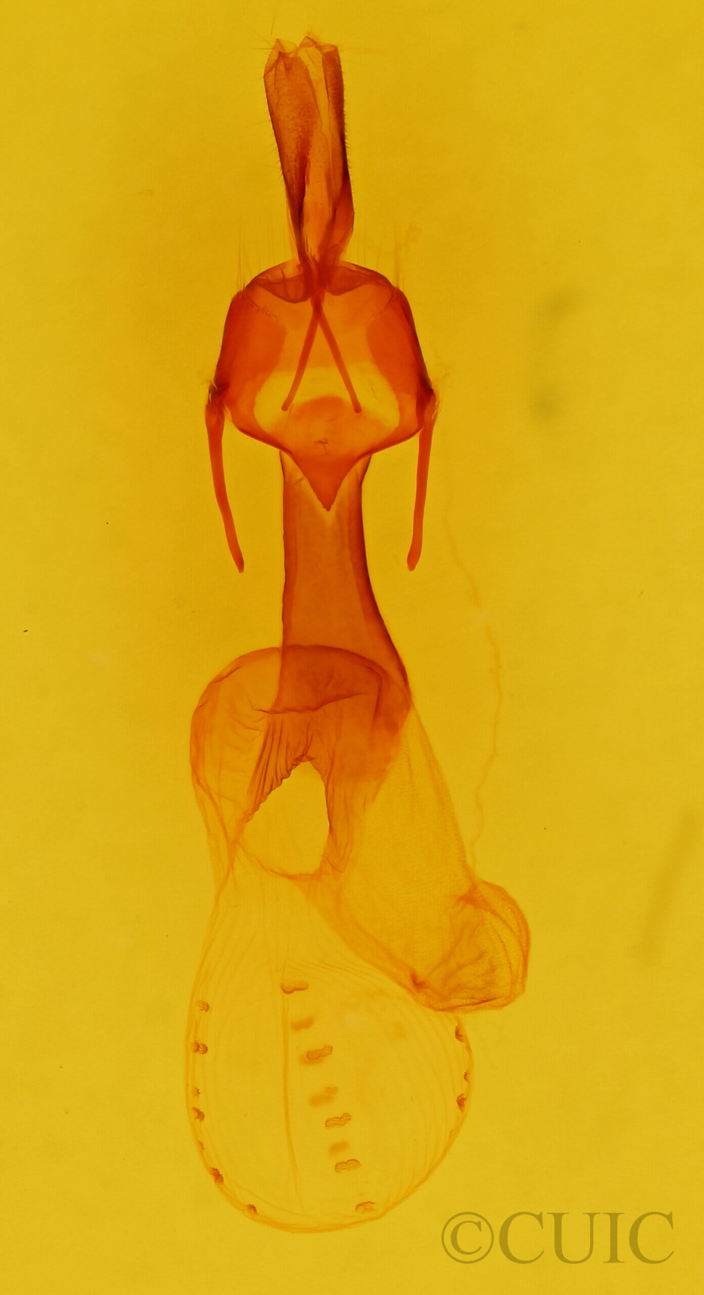 genitalia view of adult Dargida diffusa
