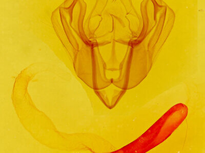 genitalia view of adult Dargida diffusa