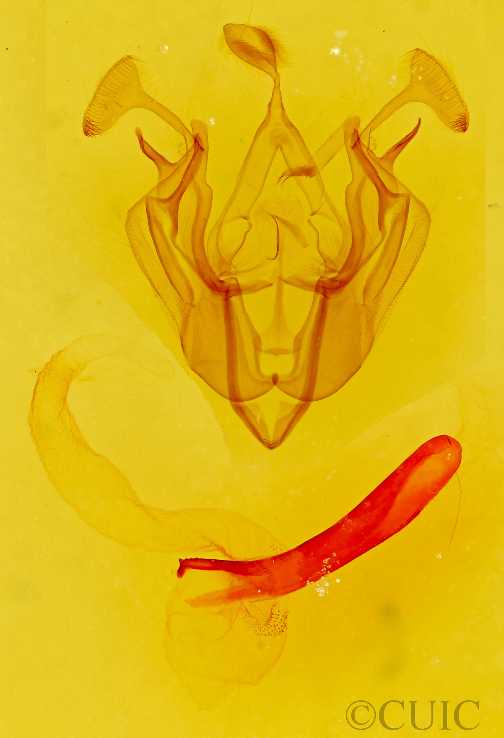 genitalia view of adult Dargida diffusa